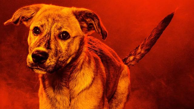 Animal Planet